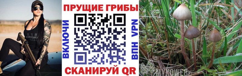 Галлюциногенные грибы мицелий  дарк нет Telegram  Магас 